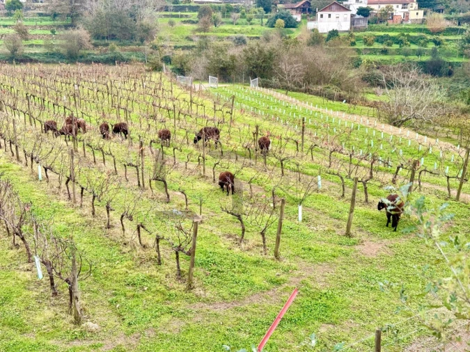Quinta T7 para Venda em Pessegueiro do Vouga Foto 38