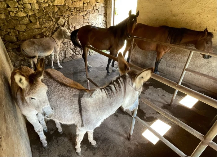 Quinta T7 para Venda em Pessegueiro do Vouga Foto 52