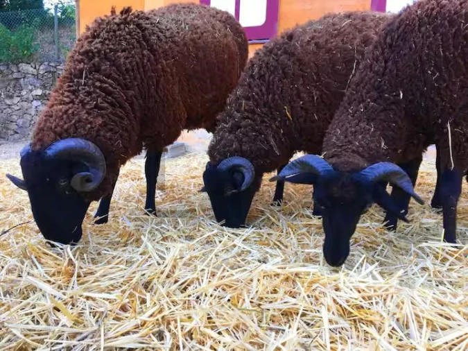 Quinta T7 para Venda em Pessegueiro do Vouga Foto 97