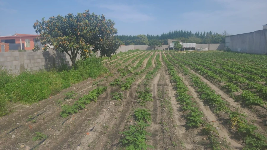 Terreno para Venda em Marinhais Foto 2