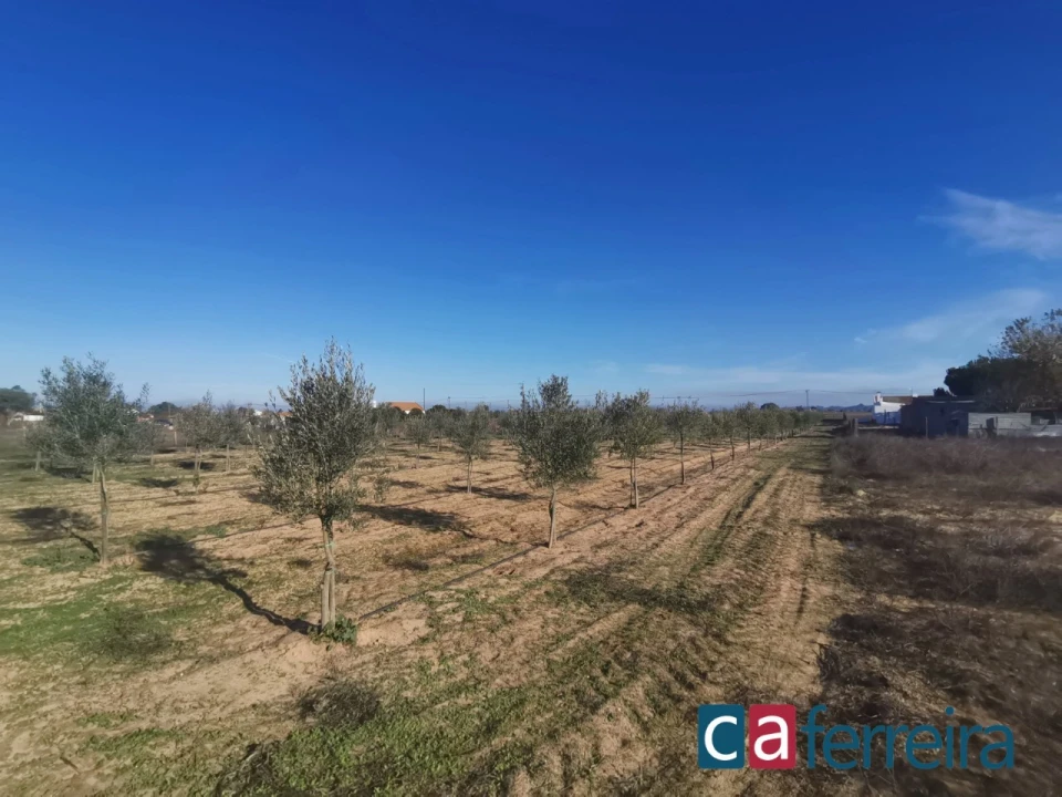 Terreno para Venda em Benfica do Ribatejo Foto 5