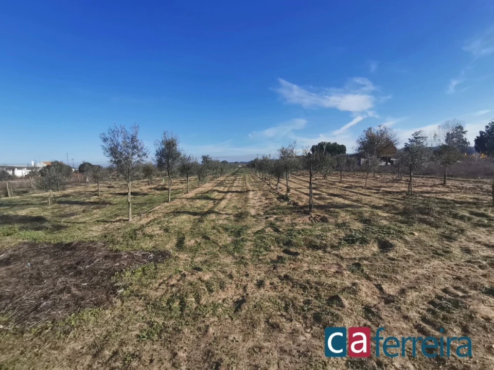 Terreno para Venda em Benfica do Ribatejo Foto 9