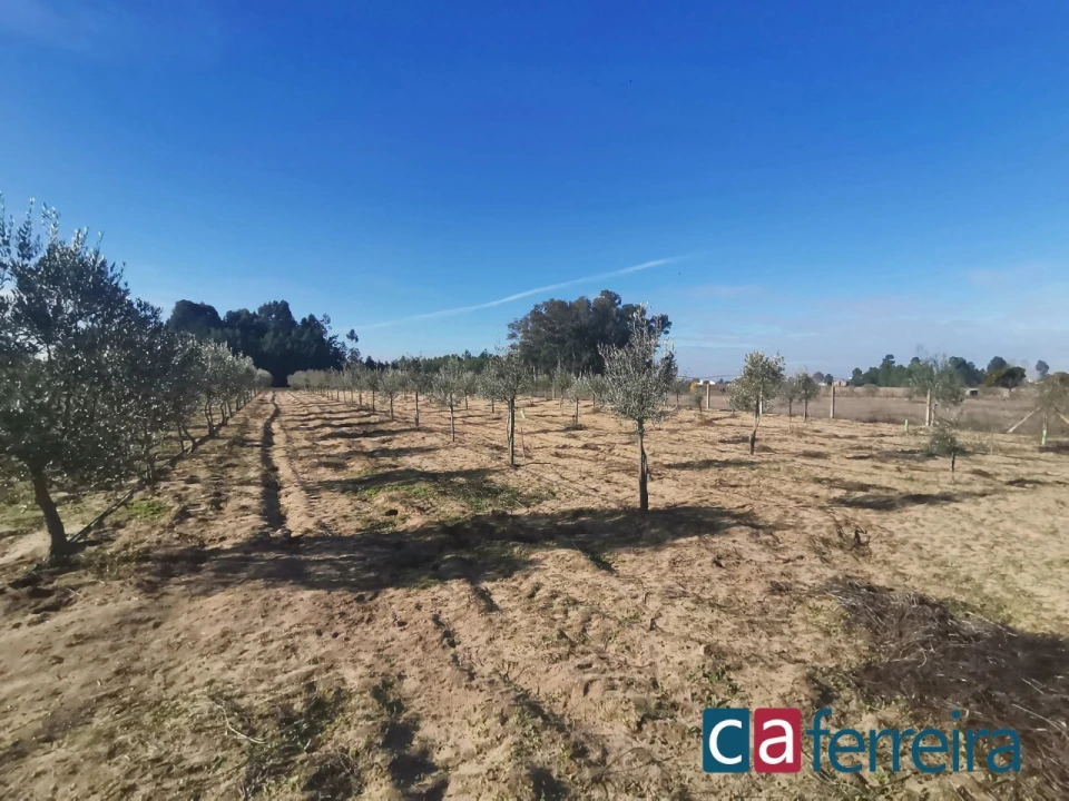 Terreno para Venda em Benfica do Ribatejo Foto 11