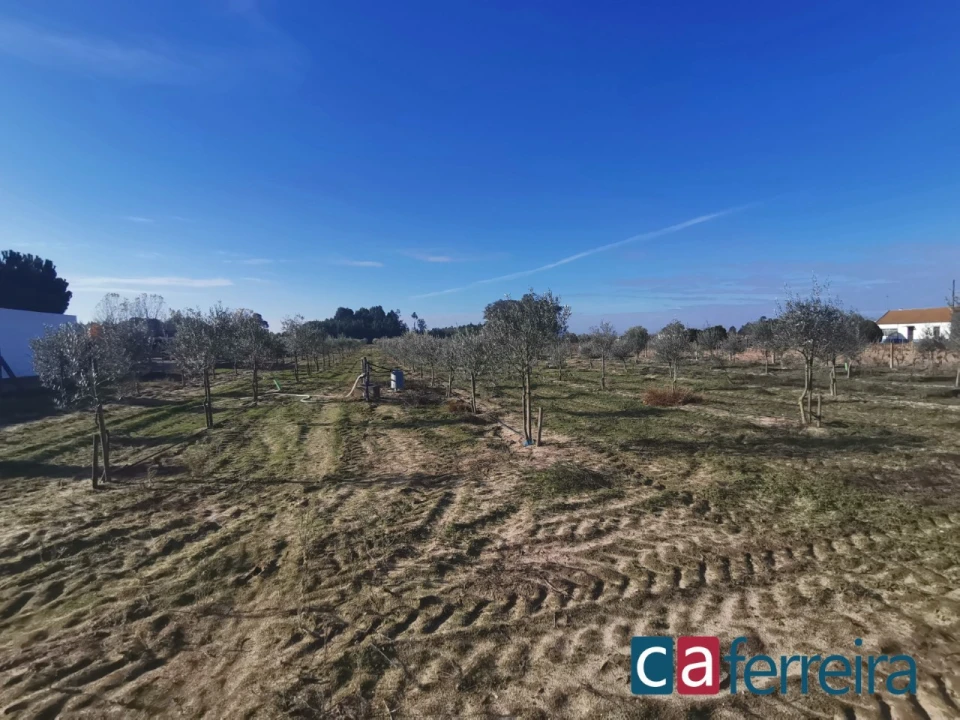 Terreno para Venda em Benfica do Ribatejo Foto 17