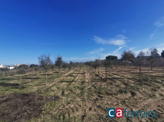 Terreno para Venda em Benfica do Ribatejo Foto 8