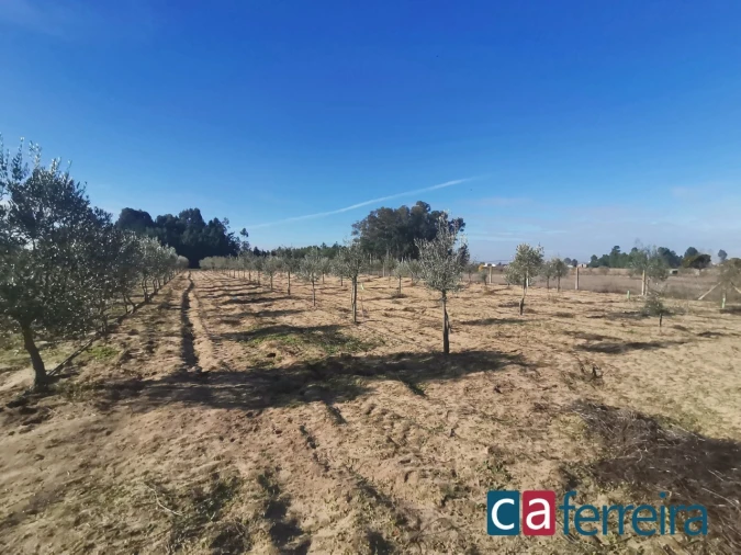 Terreno para Venda em Benfica do Ribatejo Foto 11