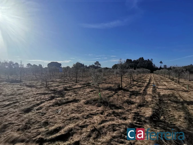 Terreno para Venda em Benfica do Ribatejo Foto 13