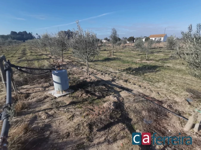 Terreno para Venda em Benfica do Ribatejo Foto 18