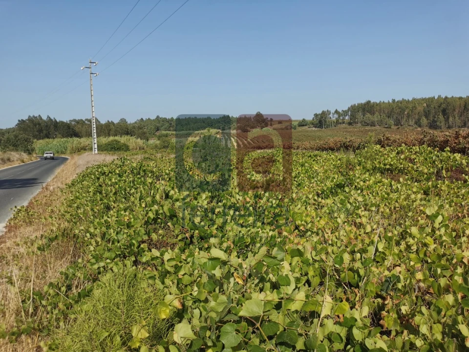 Terreno para Venda em Alpiarça Foto 9