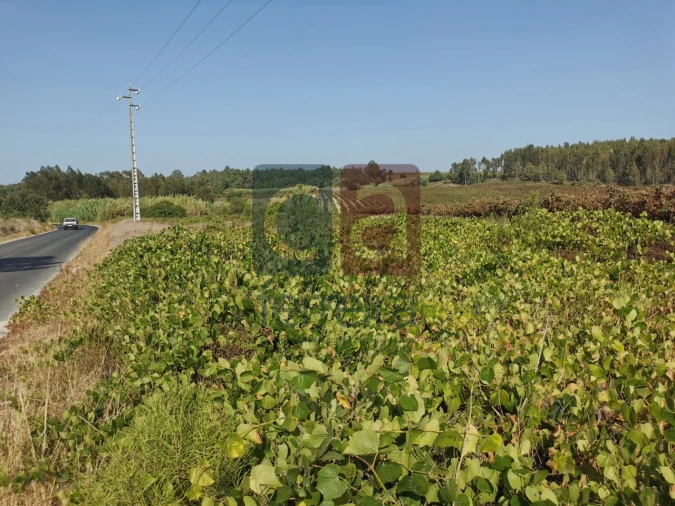 Terreno para Venda em Alpiarça Foto 9