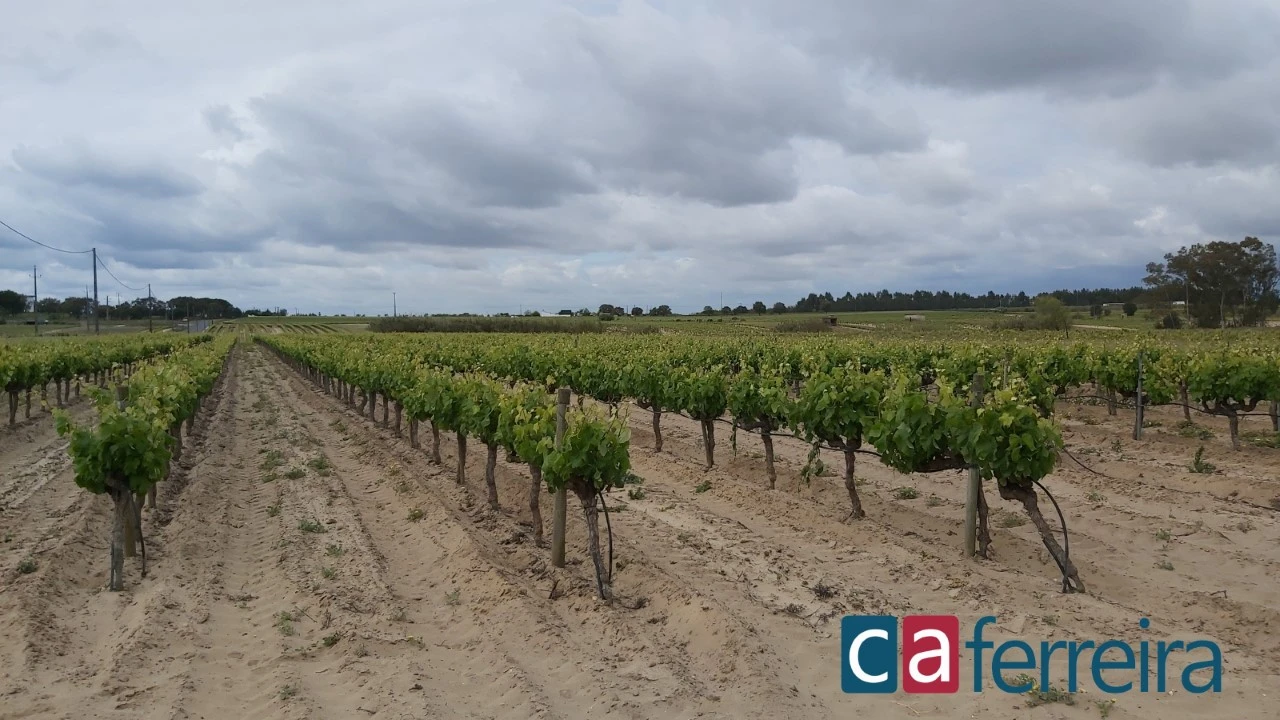 Terreno para Venda em Alpiarça Foto 1