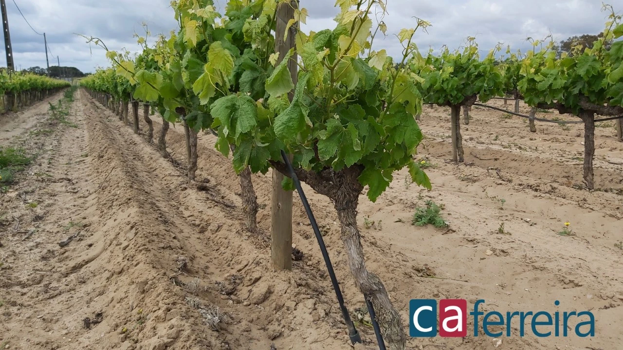 Terreno para Venda em Alpiarça Foto 2