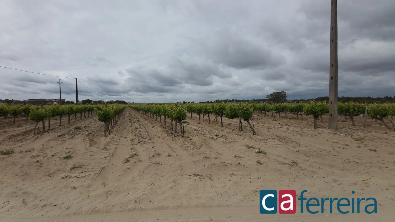 Terreno para Venda em Alpiarça Foto 3