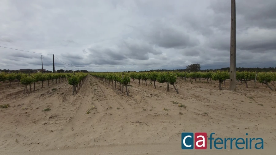 Terreno para Venda em Alpiarça Foto 3