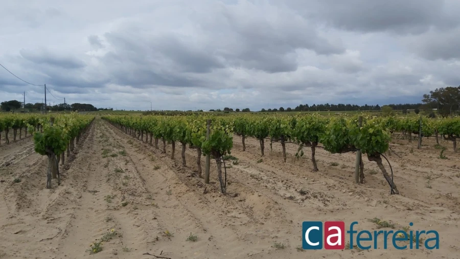 Terreno para Venda em Alpiarça Foto 4
