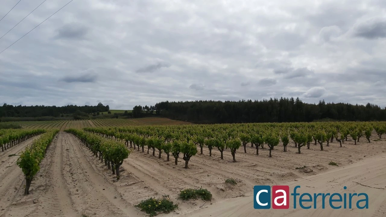 Terreno para Venda em Alpiarça Foto 1