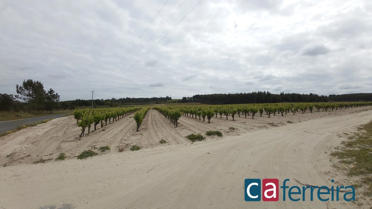 Terreno para Venda em Alpiarça Foto 2