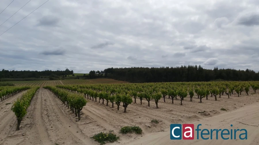 Terreno para Venda em Alpiarça Foto 1