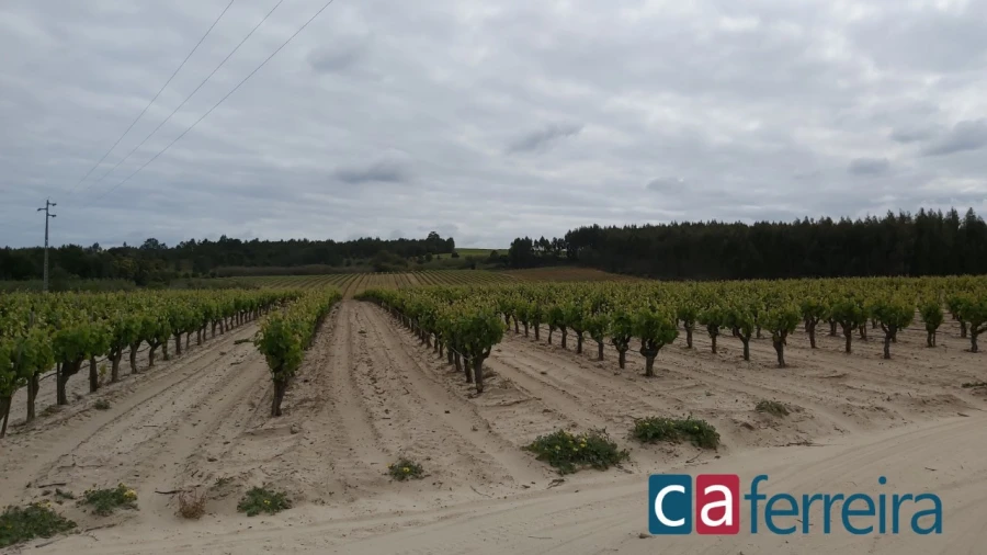 Terreno para Venda em Alpiarça Foto 3