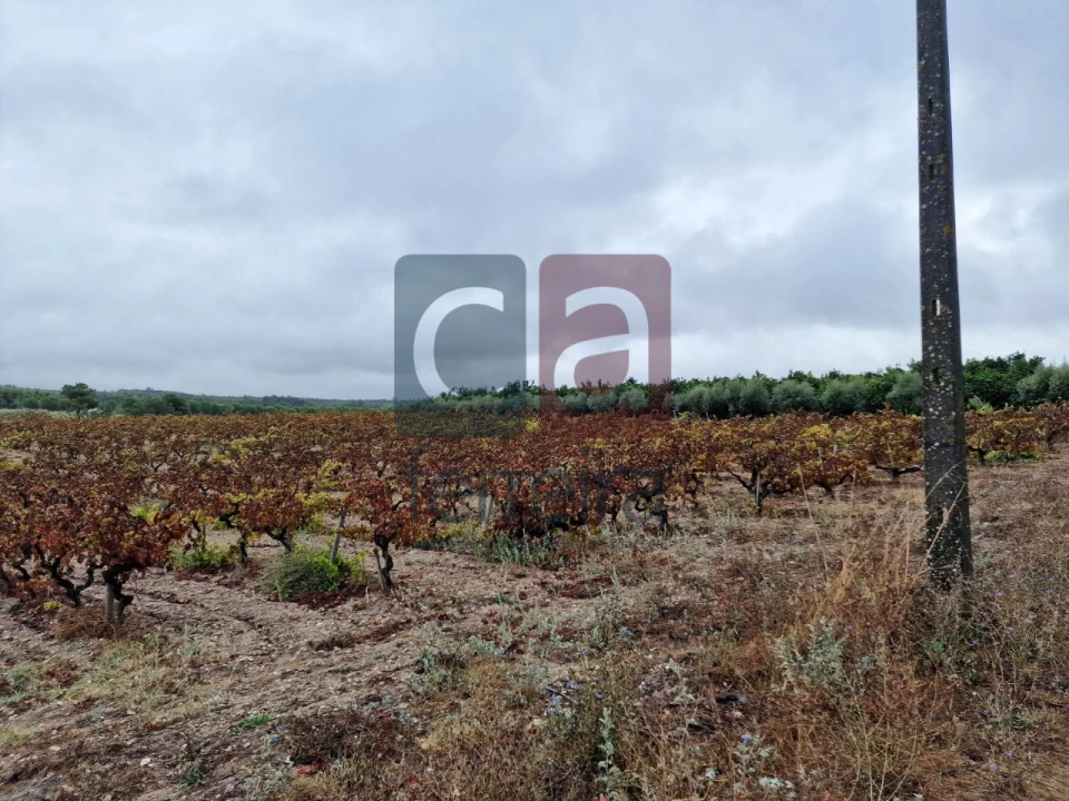 Terreno para Venda em Fazendas de Almeirim Foto 2
