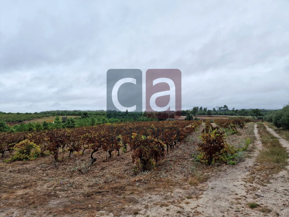 Terreno para Venda em Fazendas de Almeirim Foto 4