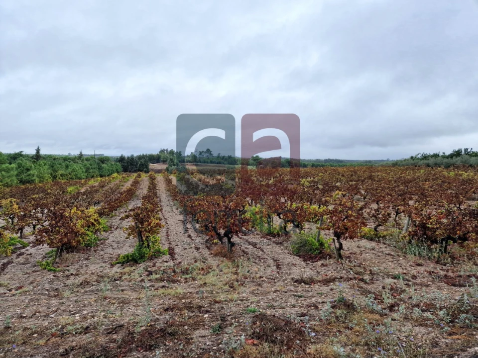 Terreno para Venda em Fazendas de Almeirim Foto 5