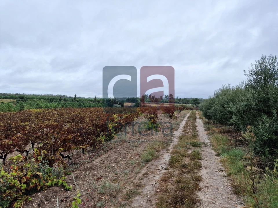 Terreno para Venda em Fazendas de Almeirim Foto 6