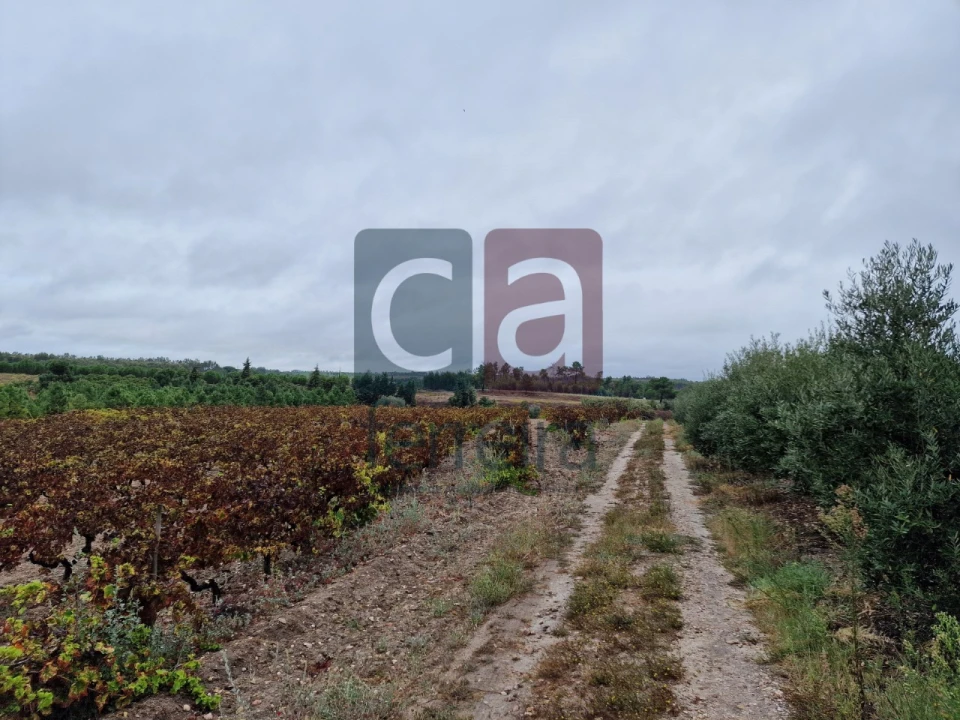 Terreno para Venda em Fazendas de Almeirim Foto 9