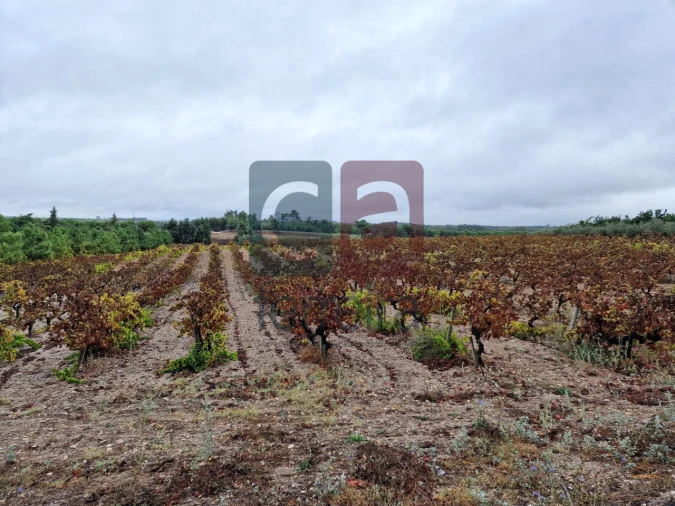 Terreno para Venda em Fazendas de Almeirim Foto 5