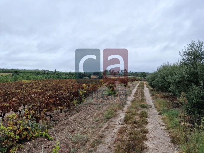 Terreno para Venda em Fazendas de Almeirim Foto 6