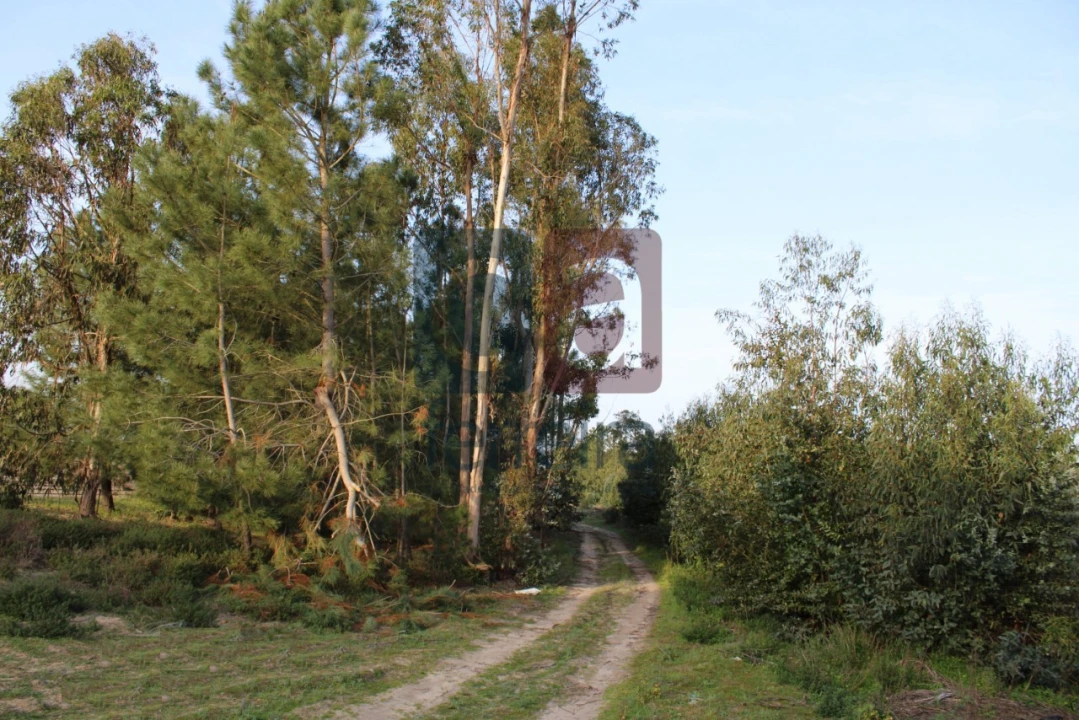 Terreno para Venda em Almeirim Foto 3