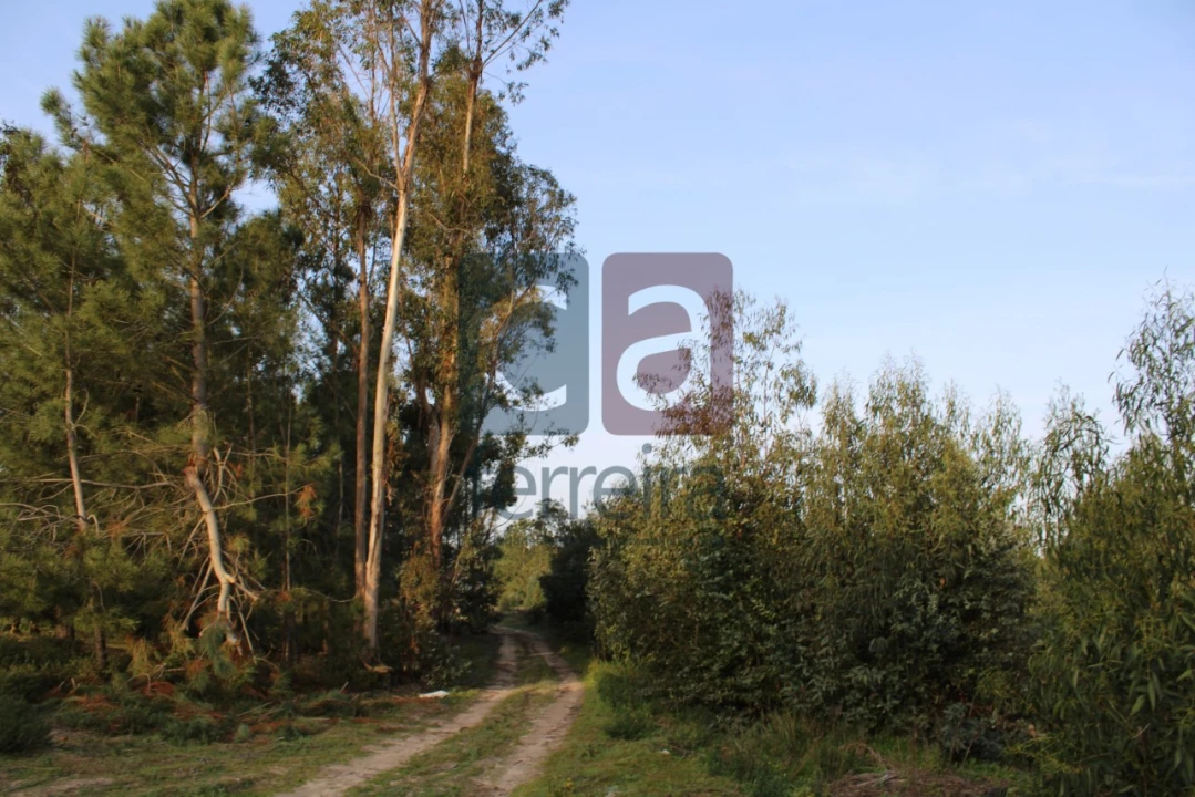 Terreno para Venda em Almeirim Foto 7
