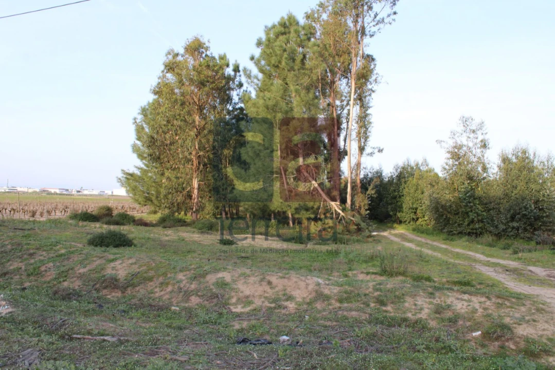Terreno para Venda em Almeirim Foto 14