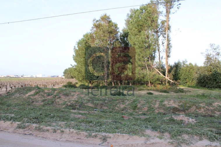 Terreno para Venda em Almeirim Foto 2