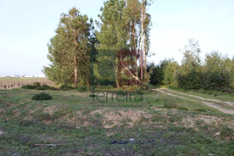 Terreno para Venda em Almeirim Foto 5