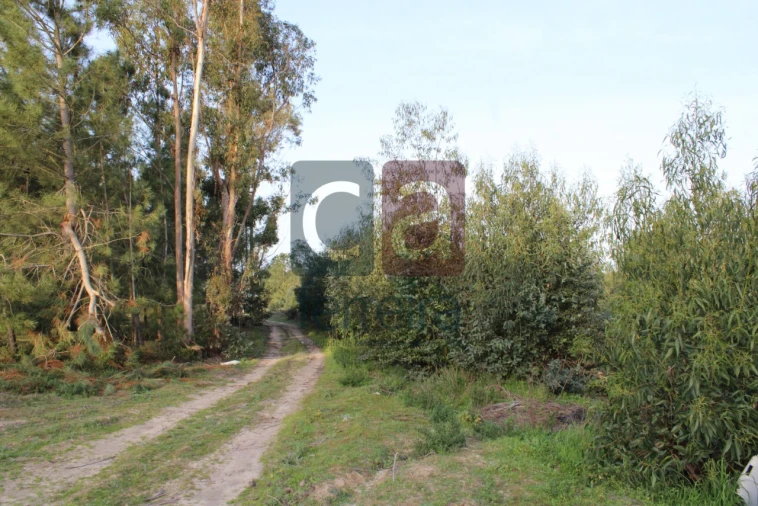 Terreno para Venda em Almeirim Foto 8