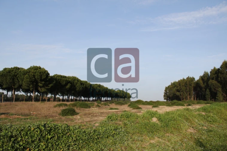 Terreno para Venda em Almeirim Foto 4