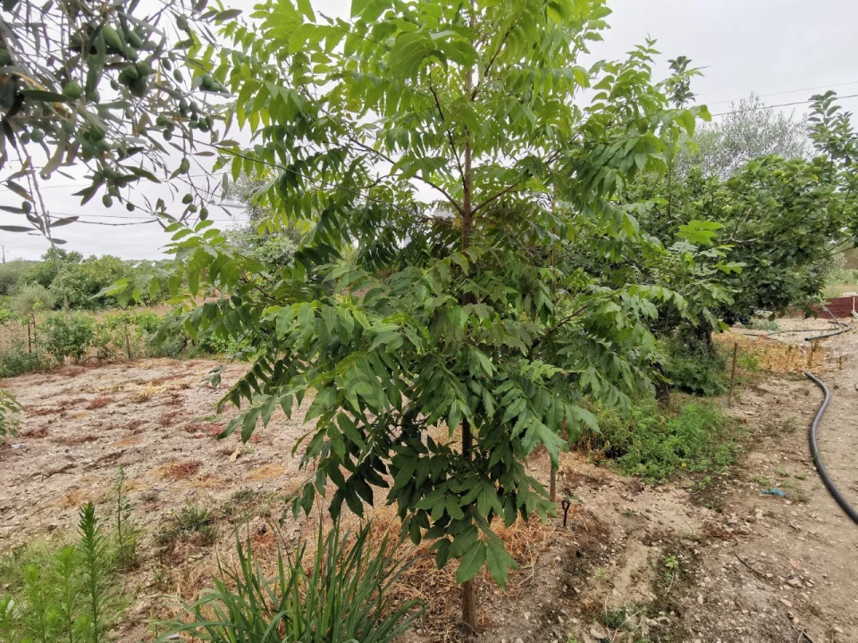 Moradia T2 para Venda em Parreira e Chouto Foto 17