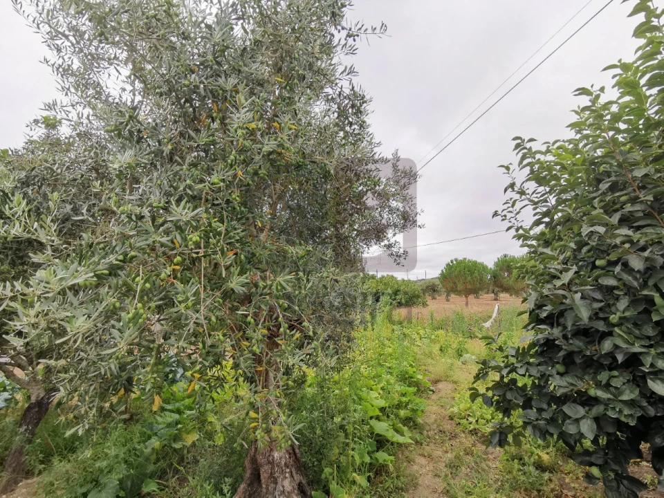 Moradia T2 para Venda em Parreira e Chouto Foto 47