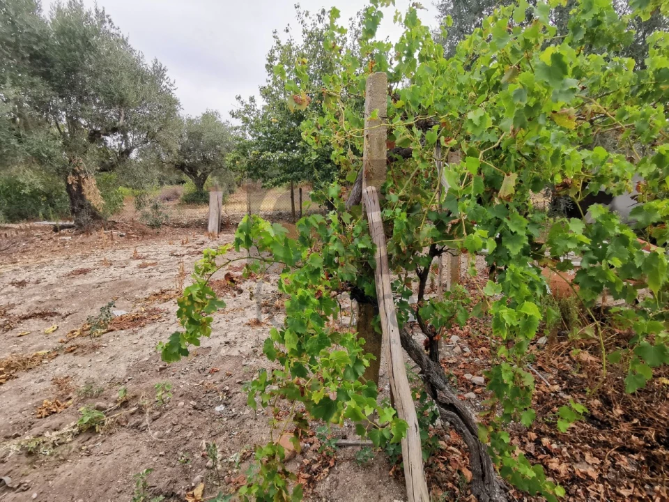 Moradia T2 para Venda em Parreira e Chouto Foto 49