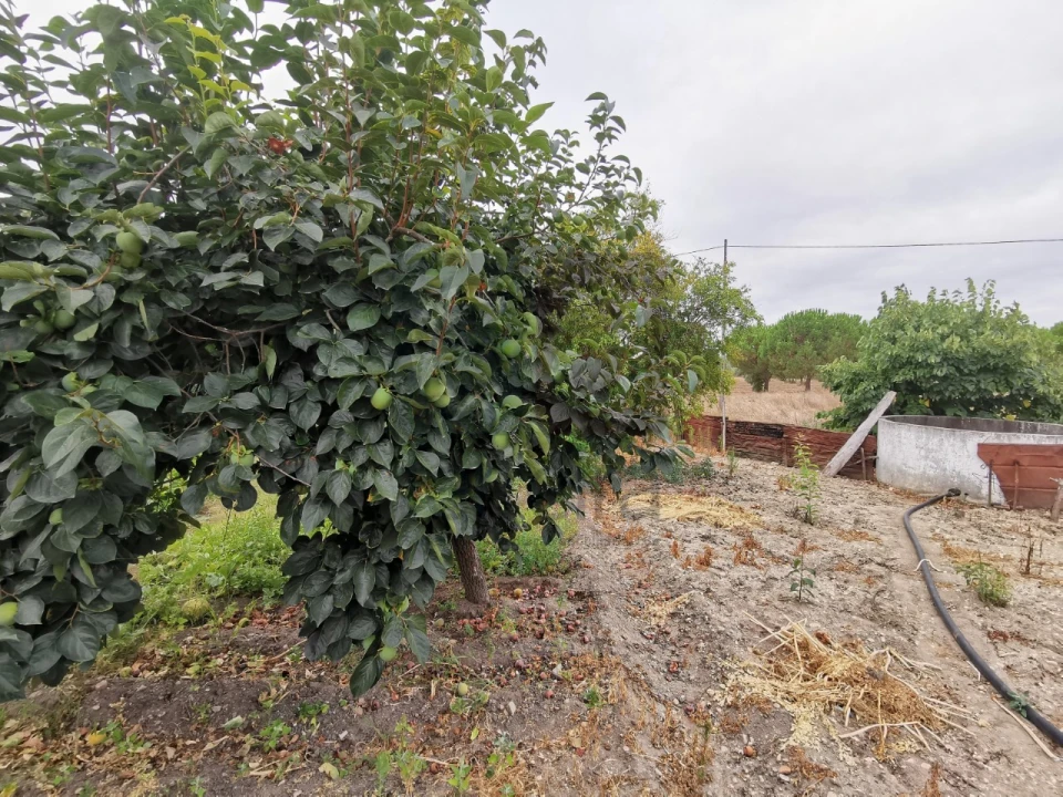 Moradia T2 para Venda em Parreira e Chouto Foto 50