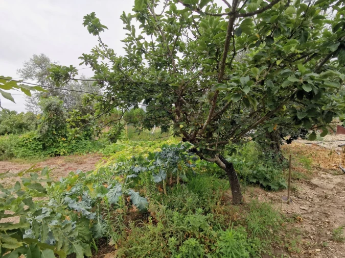 Moradia T2 para Venda em Parreira e Chouto Foto 18