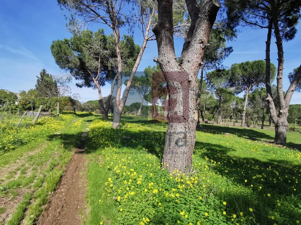 Terreno para Venda em Couço Foto 27