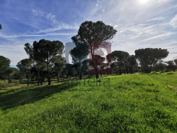 Terreno para Venda em Couço Foto 6