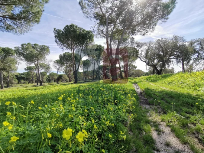 Terreno para Venda em Couço Foto 16