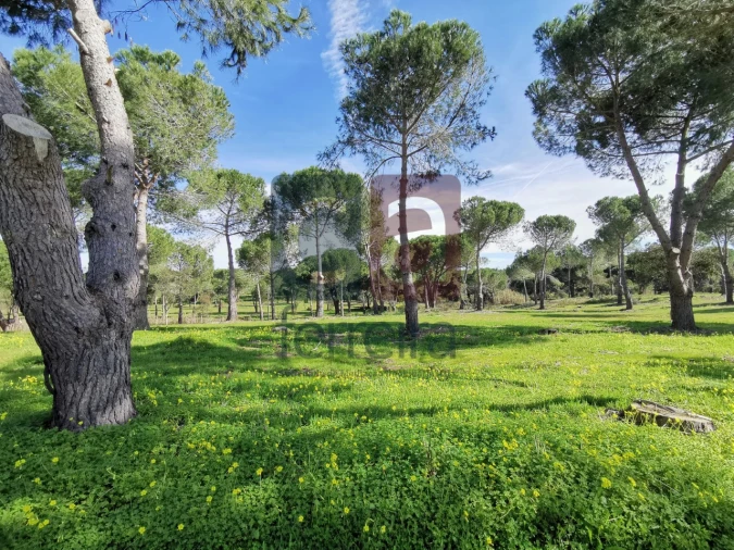 Terreno para Venda em Couço Foto 18