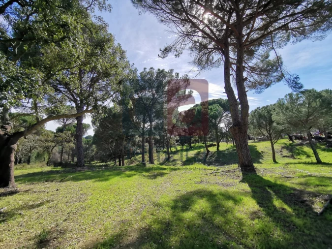 Terreno para Venda em Couço Foto 22