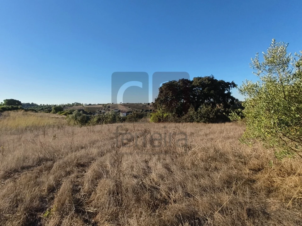 Terreno para Venda em Almoster Foto 2
