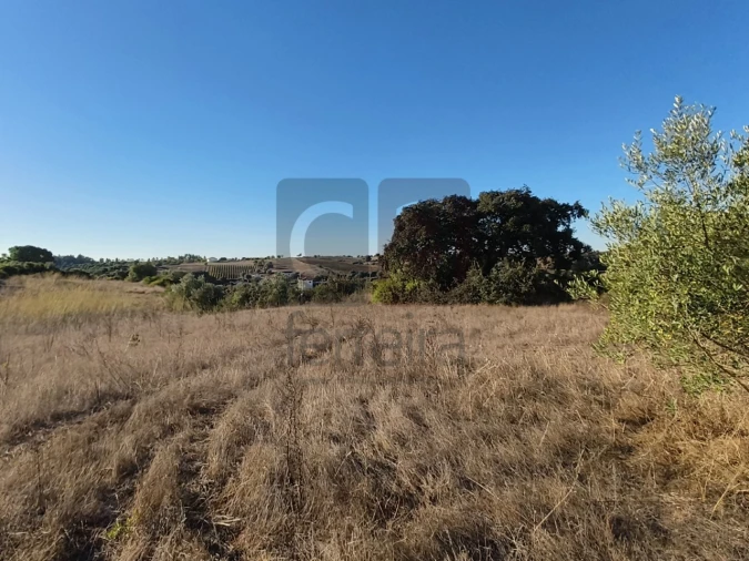 Terreno para Venda em Almoster Foto 2