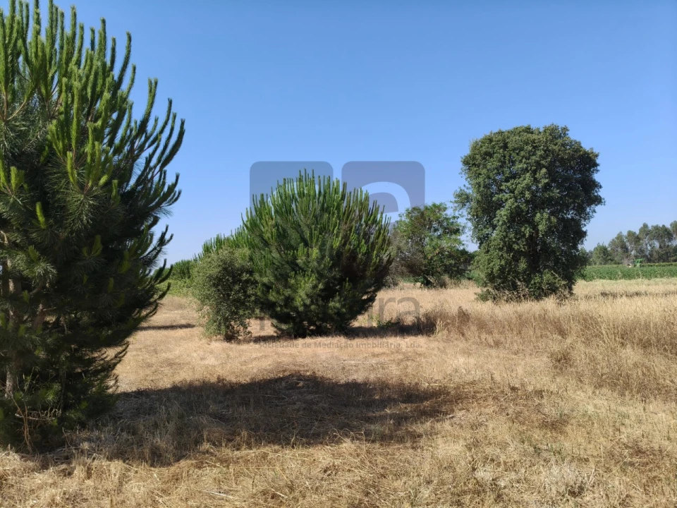 Terreno para Venda em Alpiarça Foto 7